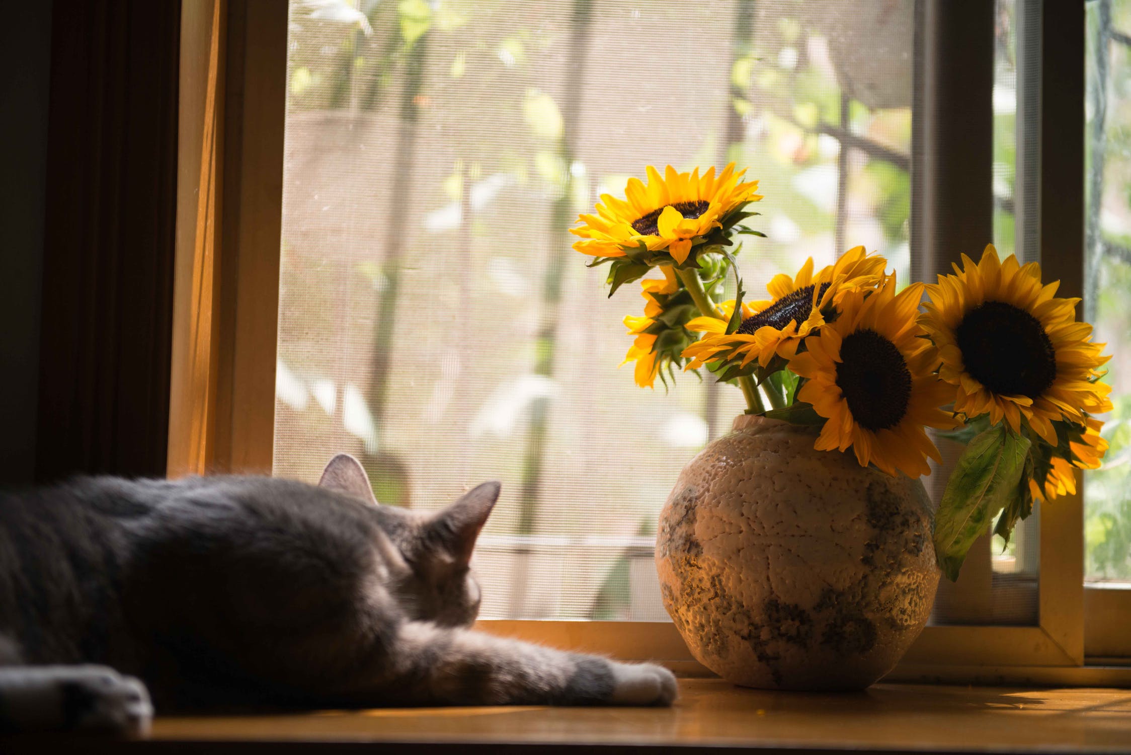 kat-vindue-blomster